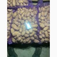 Продається якісна картопля! Каралева Анна, Гранада, Лілі