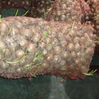 Продам цибулю на вигонку зеленого пера