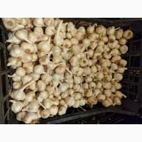 Чеснок яровой сочинский 56