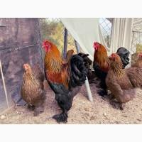 Яйце на інкубацію. Курчат. Кохінхін - срібло, куріпчаста, смугаста