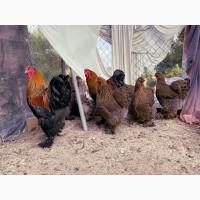 Яйце на інкубацію. Курчат. Кохінхін - срібло, куріпчаста, смугаста