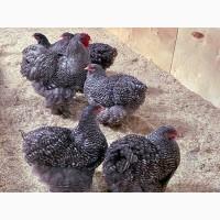 Яйце на інкубацію. Курчат. Кохінхін - срібло, куріпчаста, смугаста