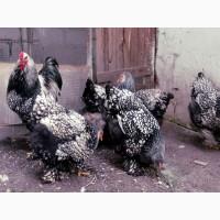 Яйце на інкубацію. Курчат. Кохінхін - срібло, куріпчаста, смугаста