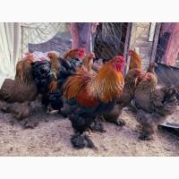 Яйце на інкубацію. Курчат. Кохінхін - срібло, куріпчаста, смугаста