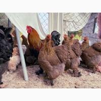 Яйце на інкубацію. Курчат. Кохінхін - срібло, куріпчаста, смугаста