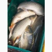 Продаж риби малька і для спортивной рибалки :Толстолоба
