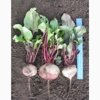 Буряк Азербайджан - гурт від 10 т, новий урожай