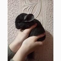 Продам шиншила шиншилла малюки 2, 5 місяців