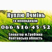 Елеватор закуповує ячмінь та некондицію, за високими цінами