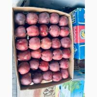 Продам яблука різних сотрів