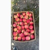 Продам яблука різних сотрів