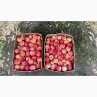Продам яблука різних сотрів