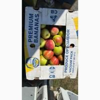 Продам яблука різних сотрів