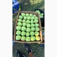 Продам яблука різних сотрів