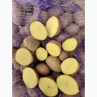 Куплю товарну картоплю оптом в великих об’ємах від 20 тонн, всі сорти