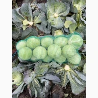 Продам капусту Сторідор Золочівський район