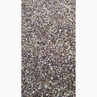 Повітряна бульбашка часнику Любаша