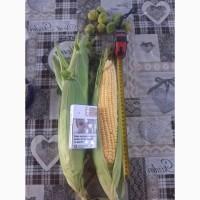 Продам кукурудзу солодку, сорт Драйвер