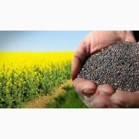 Продам ріпак не ГМО 900 т, Київська обл, Макарів