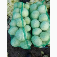 Продам капуста епікур