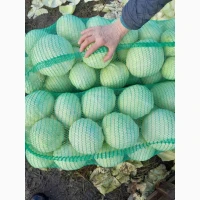 Продам капуста епікур