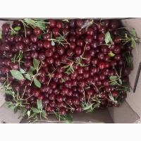 Продам Вишню