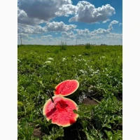 Продам арбуз кавун