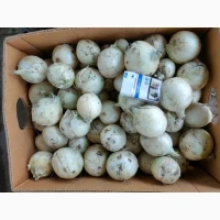Продам белый лук