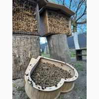 Кокони бджіл Осмія Корнута і Руфа (Osmia cornuta, Osmia rufa)