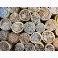 Кокони бджіл Осмія Корнута і Руфа (Osmia cornuta, Osmia rufa)