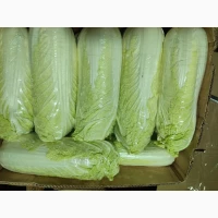 Продам пекінську капусту