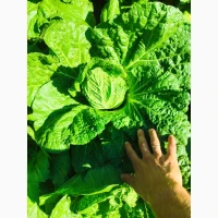 Продам пекінську капусту
