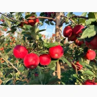 Продам яблука Гала Шніга