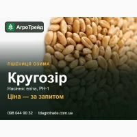 Пшениця Кругозір - насіння озимої пшениці, еліта, РН-1