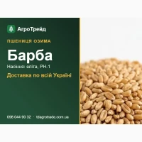 Нвсіння 03им0ї пшениці 6вр6в: елітв, РН-1, д0ств8кв п0 Укрвїні