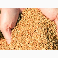 Продам пшеницю 2 клас 1000т