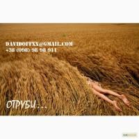 Продаем пшеничные отруби с производства ОПТОМ