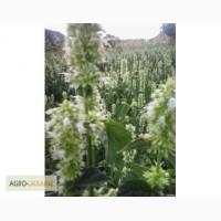 Лофант тибетский семена