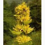 Продам розсаду родіоли рожевої