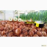 Продам лук на перо