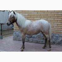 Продам кобылу Шетлендского пони