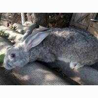 Продам кроликов породы Бельгийский фландр, белый великан, шиншила разного возраста