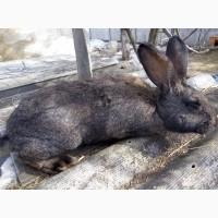 Продам кроликов породы Бельгийский фландр, белый великан, шиншила разного возраста