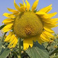 Насіння соняшника Осман