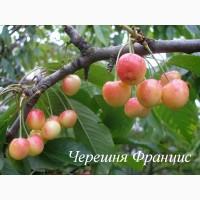 Саженцы черешни, вишни, вишнево-черешневого гибрида от производителя