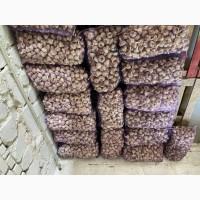 Продам Озимий часник продаж