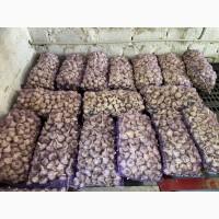 Продам Озимий часник продаж