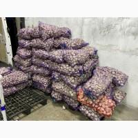 Продам Озимий часник продаж