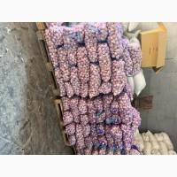 Продам Озимий часник продаж