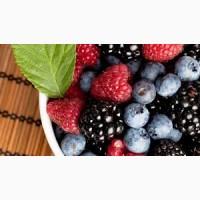 Шукаємо інвесторів для органічного ягідництва